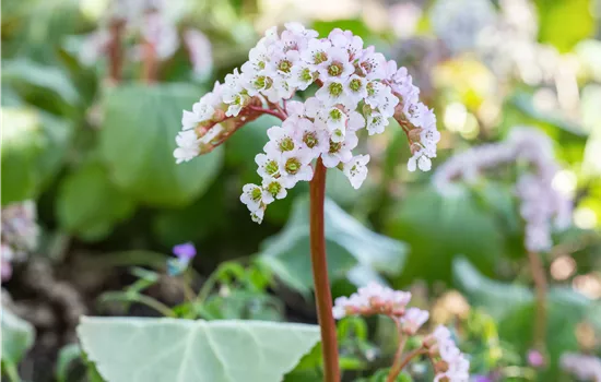 Bergenia cordifolia 'Schneekönigin' Bergenia cordifolia 'Schneekönigin'