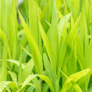 Chasmanthium latifolium Chasmanthium latifolium