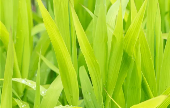 Chasmanthium latifolium Chasmanthium latifolium