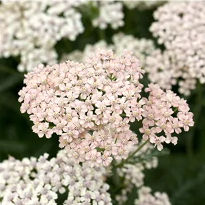 Achillea millefolium 'Lachsschönheit' Achillea millefolium 'Lachsschönheit'
