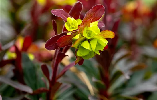 Euphorbia amygdaloides 'Purpurea'