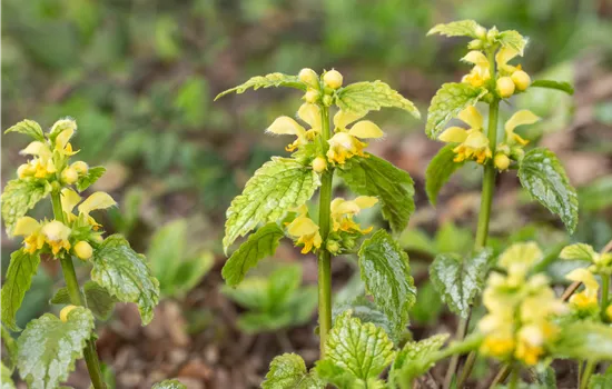 Lamiastrum galeobdolon Lamiastrum galeobdolon