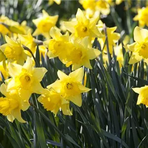 A bed full of daffodils – planting Easter lilies A bed full of daffodils – planting Easter lilies
