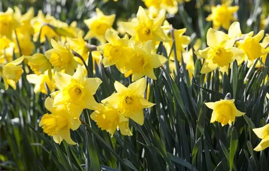 A bed full of daffodils – planting Easter lilies A bed full of daffodils – planting Easter lilies