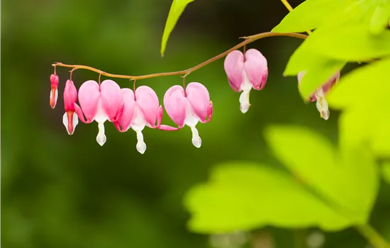 Dicentra spectabilis