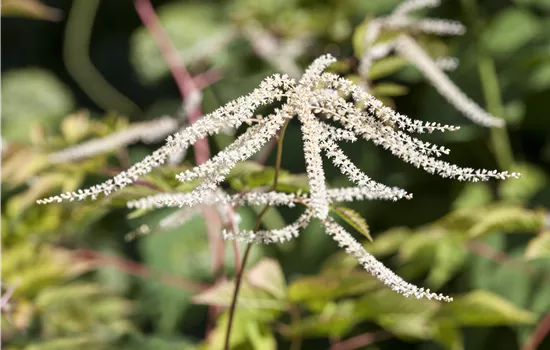 Aruncus dioicus Aruncus dioicus