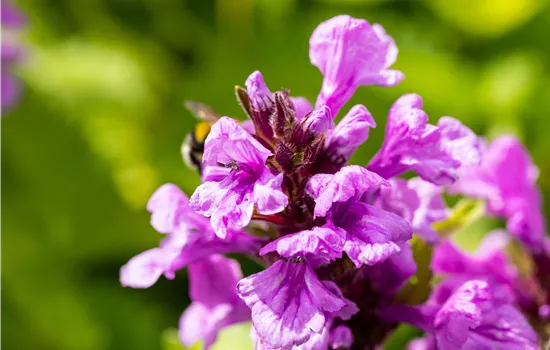 Betonica macrantha 'Superba'