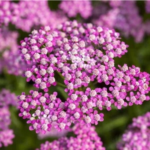 Achillea millefolium 'Lilac Beauty' Achillea millefolium 'Lilac Beauty'