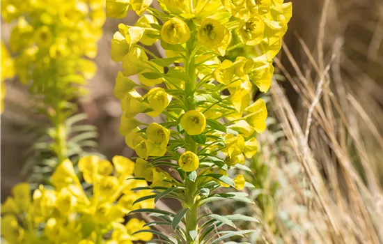 Euphorbia characias 'Humpty Dumpty'