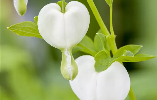 Dicentra spectabilis 'Alba' Dicentra spectabilis 'Alba'