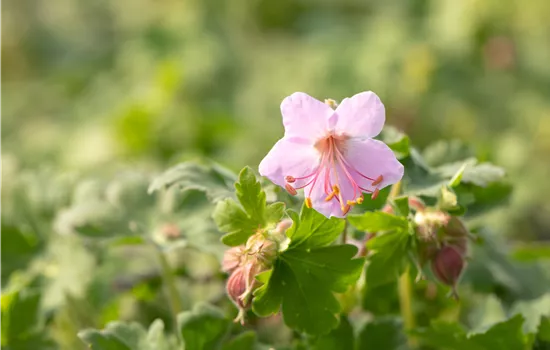 Geranium macrorrhizum 'Ingwersen'