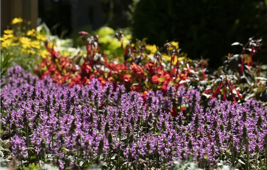 Betonica officinalis