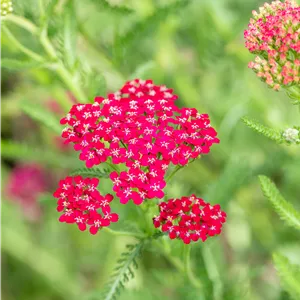 Achillea millefolium 'Sammetriese'