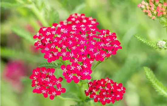 Achillea millefolium 'Sammetriese'
