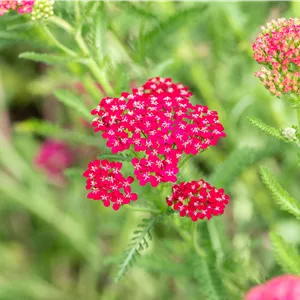 Achillea millefolium 'Sammetriese' Achillea millefolium 'Sammetriese'