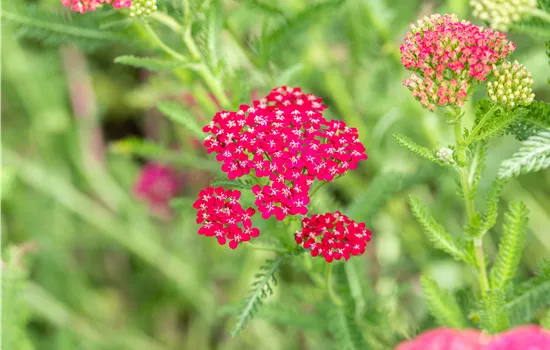 Achillea millefolium 'Sammetriese' Achillea millefolium 'Sammetriese'