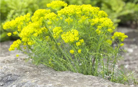 Euphorbia cyparissias