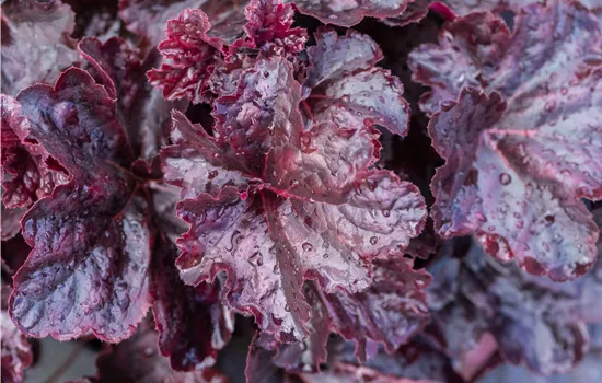 Heuchera micrantha 'Obsidian'