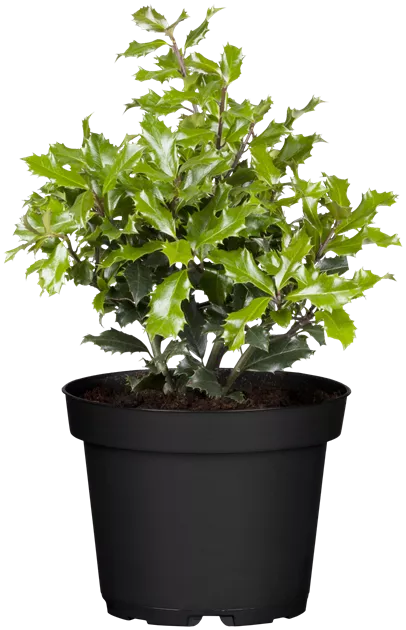 Ilex aquifolium