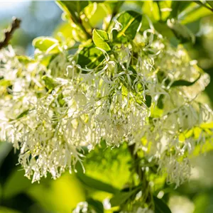 Chionanthus virginicus