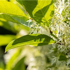 Chionanthus virginicus