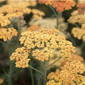Achillea millefolium 'Terracotta' Achillea millefolium 'Terracotta'
