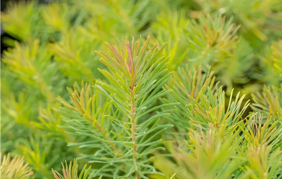 Euphorbia cyparissias 'Fens Ruby'
