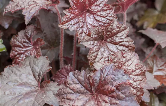 Heuchera micrantha 'Palace Purple', gen. Heuchera micrantha 'Palace Purple', gen.