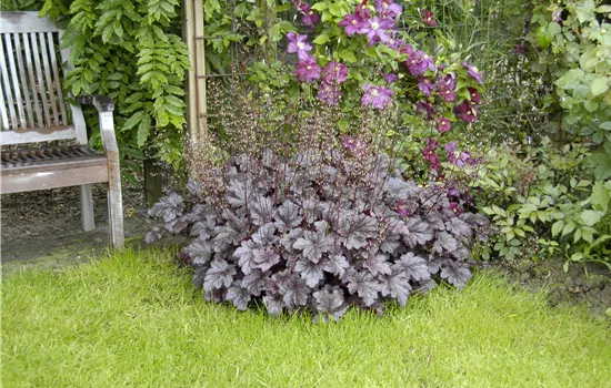 Heuchera micrantha 'Palace Purple'