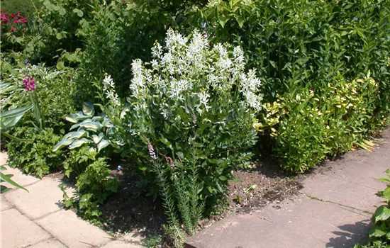 Dictamnus albus 'Albiflorus'