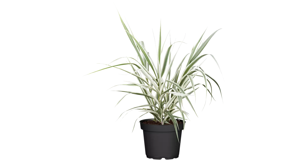 Arundo donax 'Variegata'