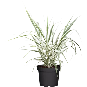 Arundo donax 'Variegata' Arundo donax 'Variegata'