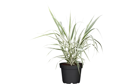 Arundo donax 'Variegata' Arundo donax 'Variegata'