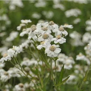 Achillea ptarmica Achillea ptarmica
