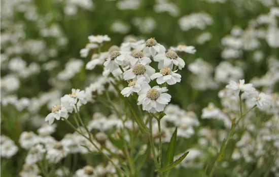 Achillea ptarmica Achillea ptarmica