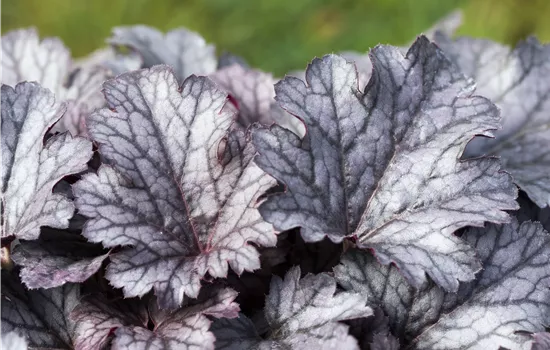 Heuchera micrantha 'Plum Pudding' -R- Heuchera micrantha 'Plum Pudding' -R-