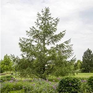 Larix decidua Larix decidua