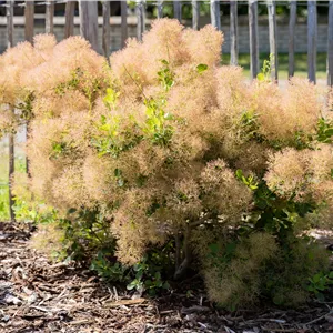 Cotinus coggygria