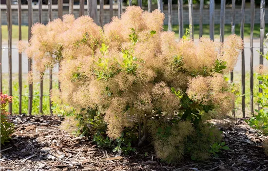 Cotinus coggygria Cotinus coggygria