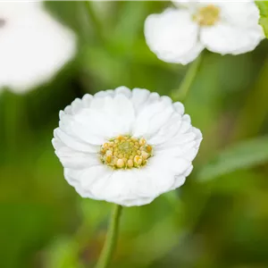 Achillea ptarmica 'The Pearl' Achillea ptarmica 'The Pearl'