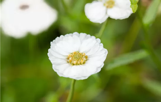 Achillea ptarmica 'The Pearl' Achillea ptarmica 'The Pearl'