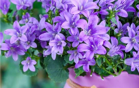 Campanula poscharskyana 'Blauranke'
