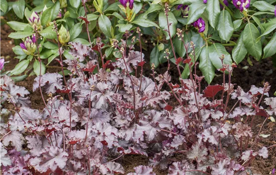 Heuchera micrantha 'Stormy Seas' Heuchera micrantha 'Stormy Seas'