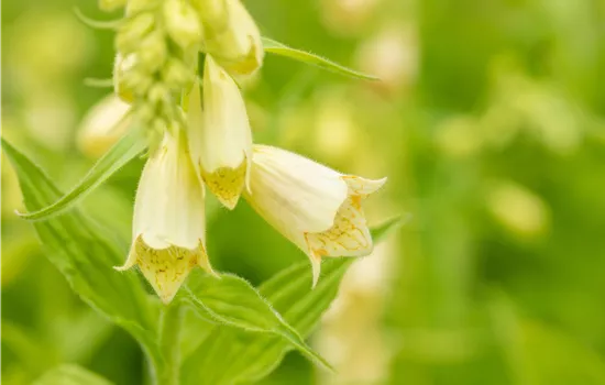 Digitalis grandiflora