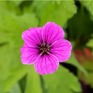 Geranium palustre Geranium palustre