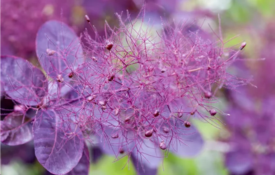 Cotinus coggygria 'Royal Purple' Cotinus coggygria 'Royal Purple'