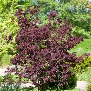 Cotinus coggygria 'Royal Purple'