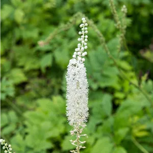 Actaea racemosa Actaea racemosa