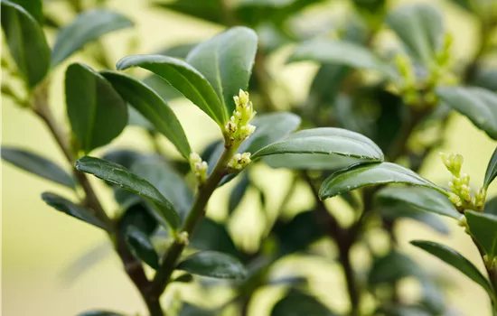 Ilex crenata 'Dark Green'®