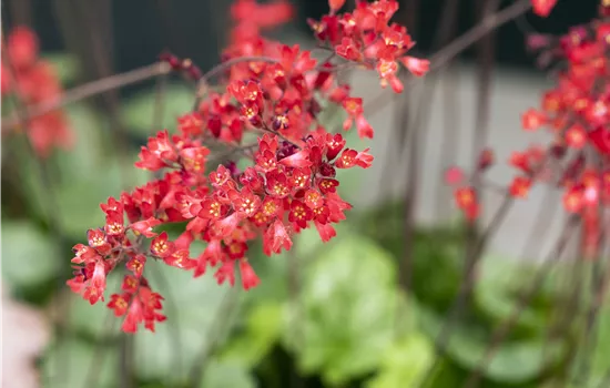 Heuchera sanguinea 'Leuchtkäfer'